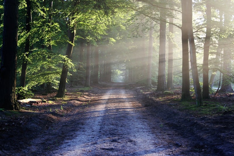 Mystical Woods
