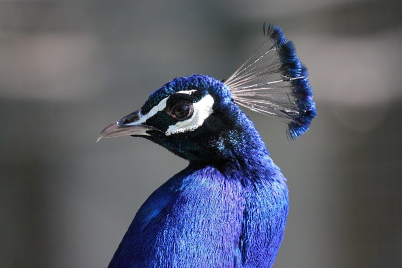 Peacock Feathers